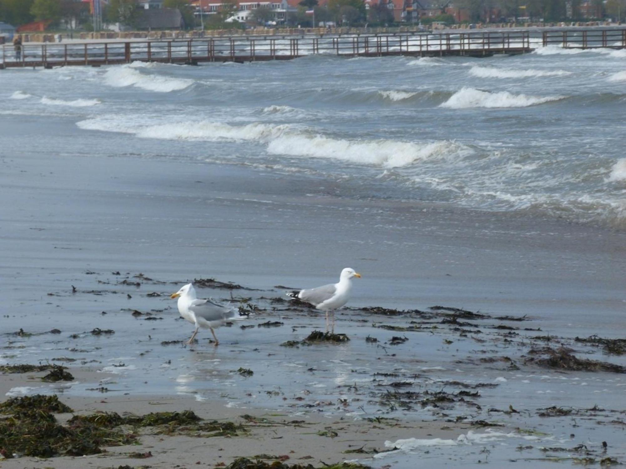 Rieger Fw 3 Daire Eckernförde Dış mekan fotoğraf